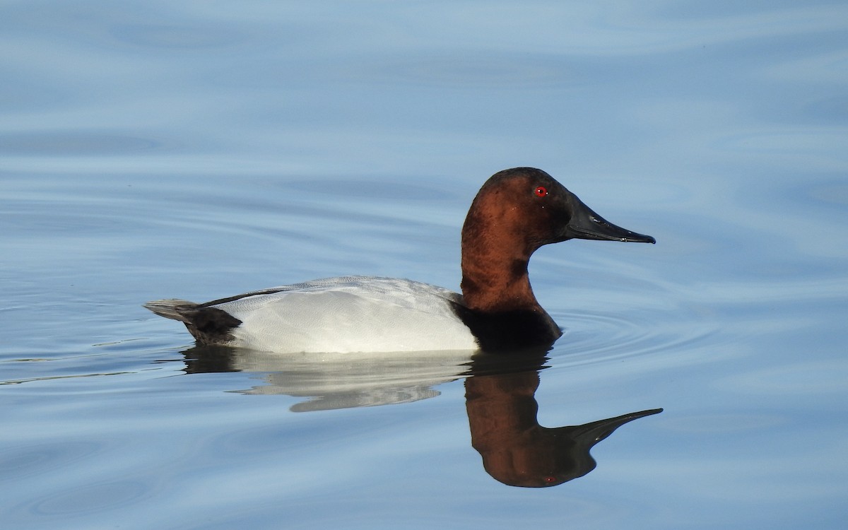 Canvasback - Anonymous