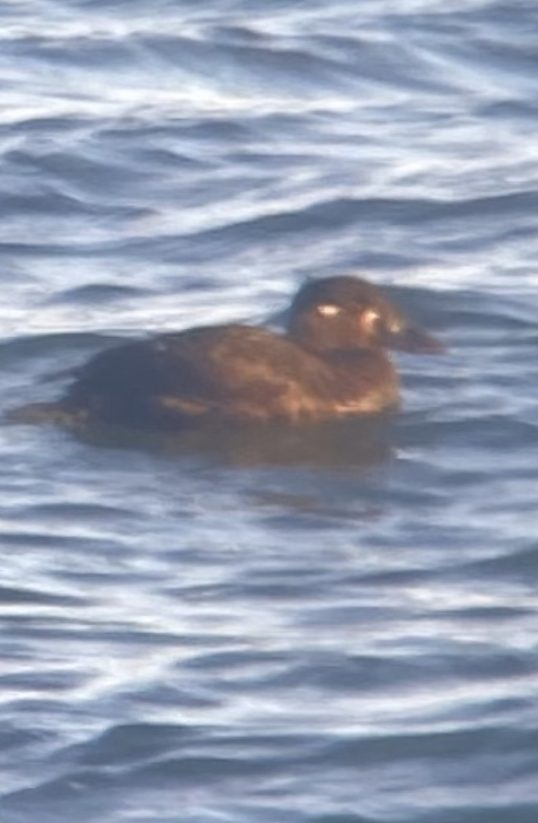 Surf Scoter - Jay Powell