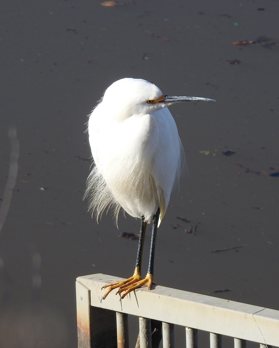 Snowy Egret - ML613525007