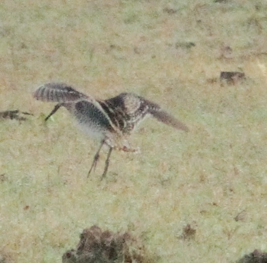 Pin-tailed Snipe - ML61352501