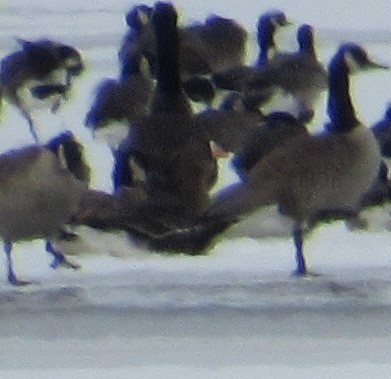 Greater White-fronted Goose - ML613525084