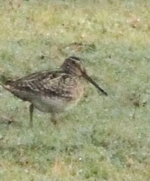 Pin-tailed Snipe - ML61352511