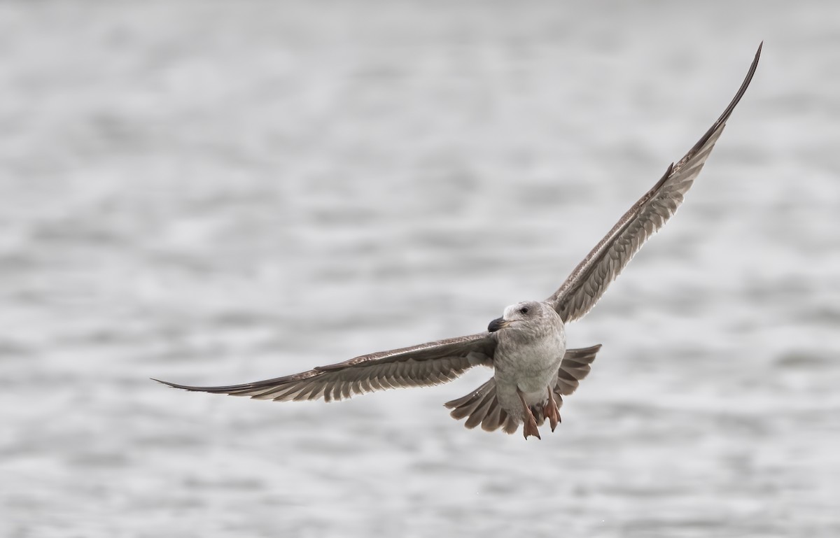 Yellow-footed Gull - ML613525142