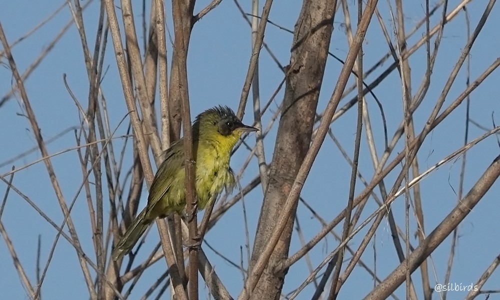 Southern Yellowthroat - Silvia Vitale