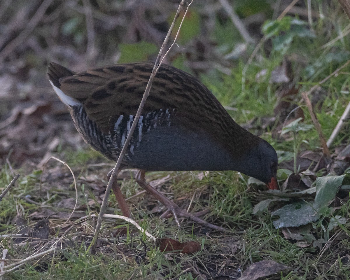 Water Rail - ML613525210