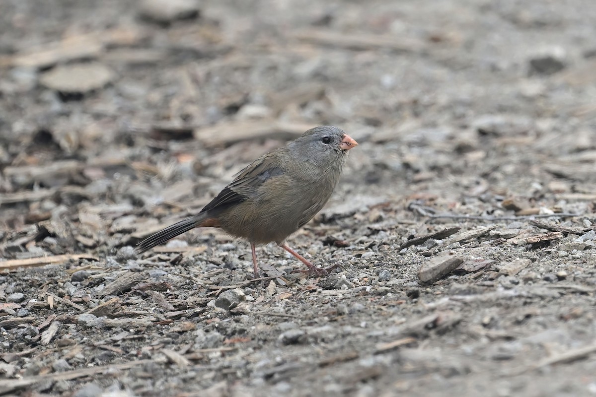 Plain-colored Seedeater - ML613525225