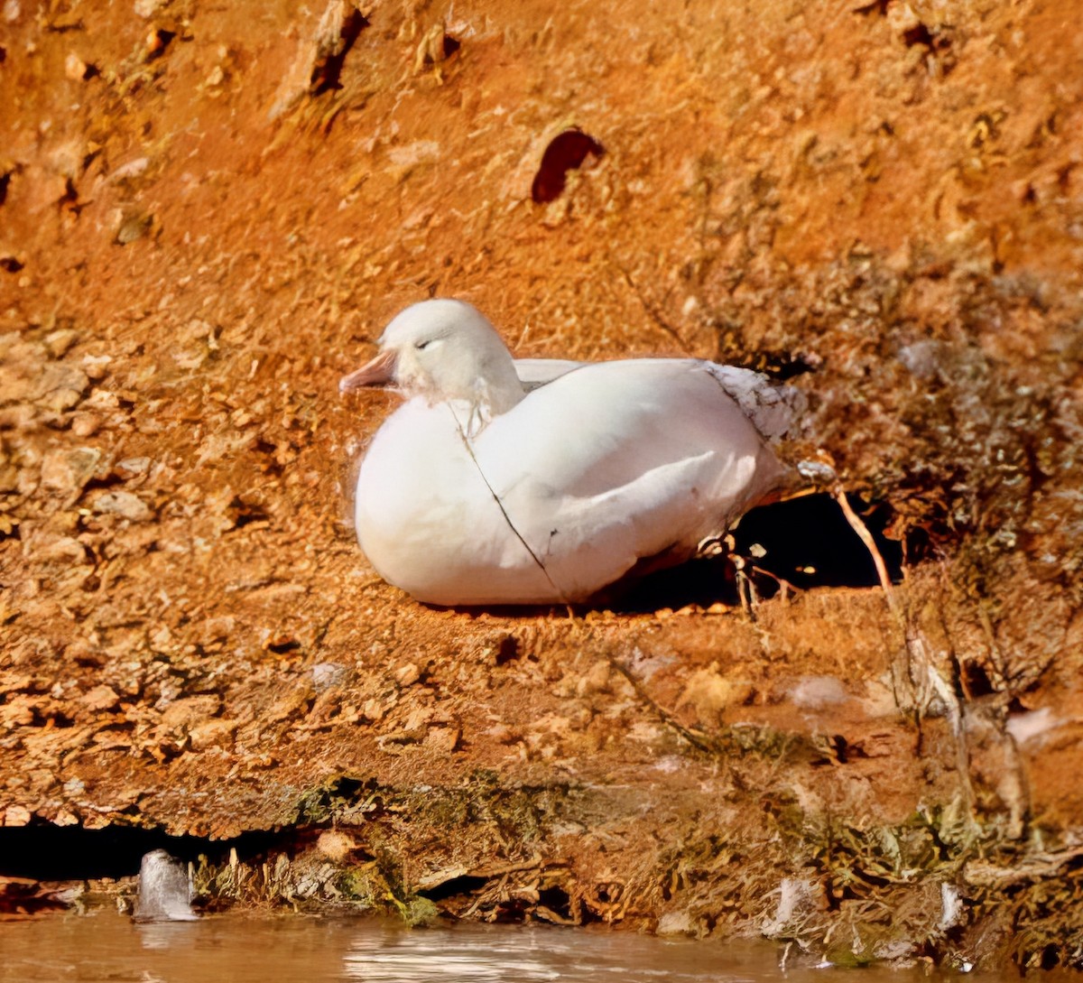 Ánsar de Ross - ML613525279