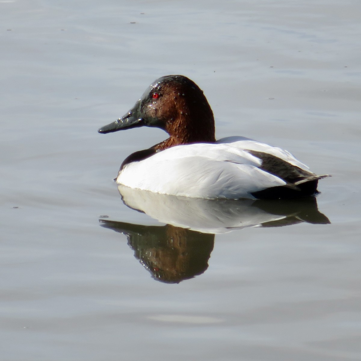 Canvasback - ML613525294