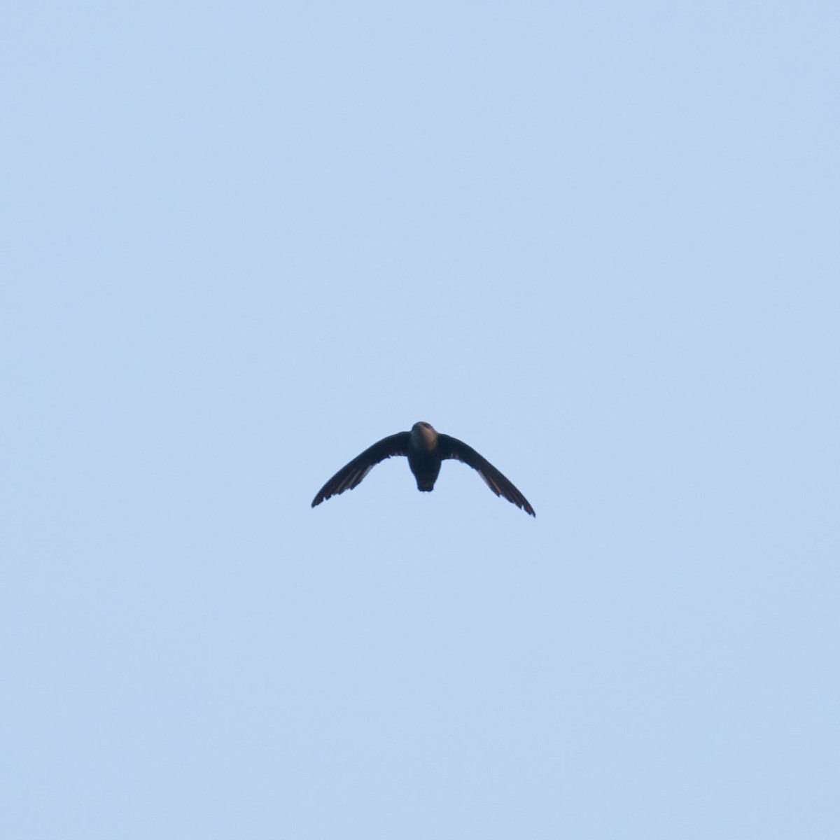 Chimney Swift - ML613525481