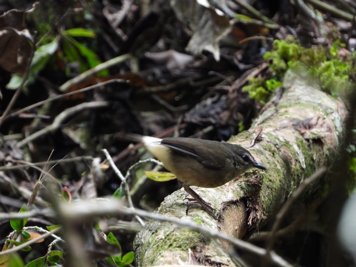 Buff-rumped Warbler - ML613525486