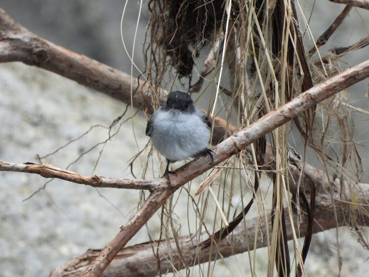 Torrent Tyrannulet - Kimberley Pérez López