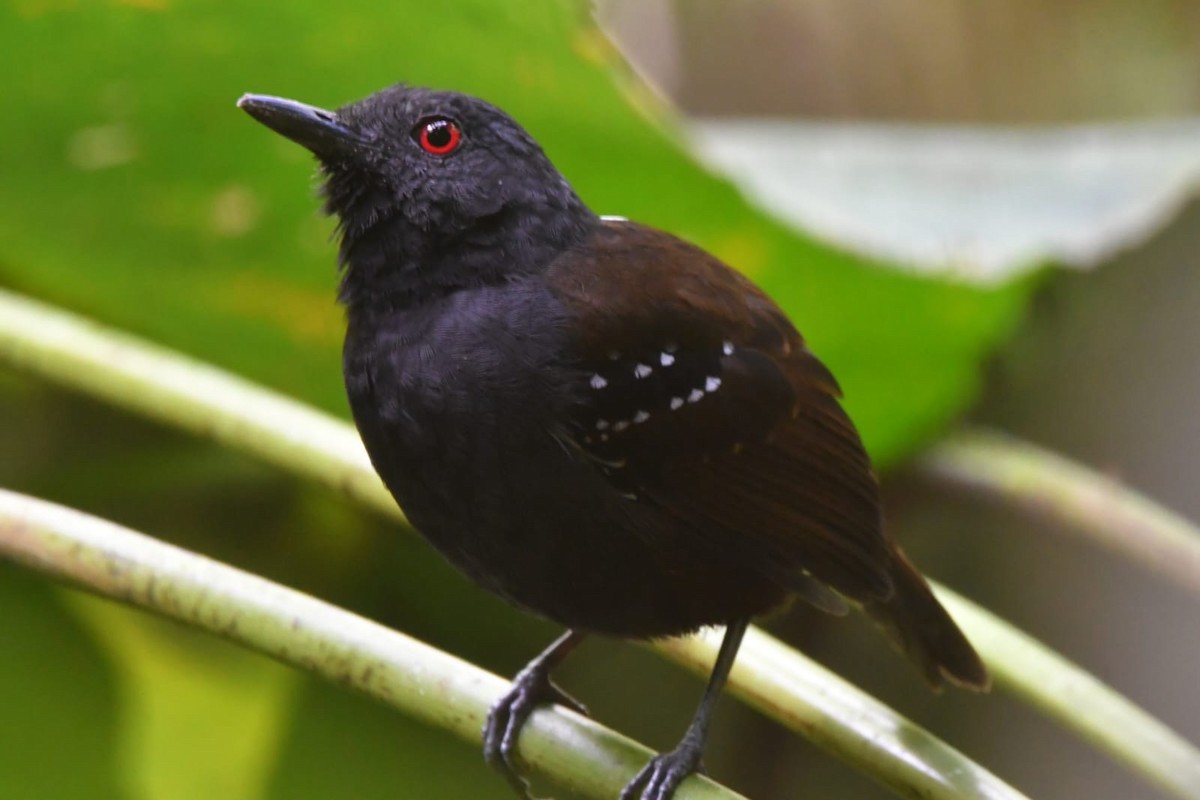 Dull-mantled Antbird - Kimberley Pérez López