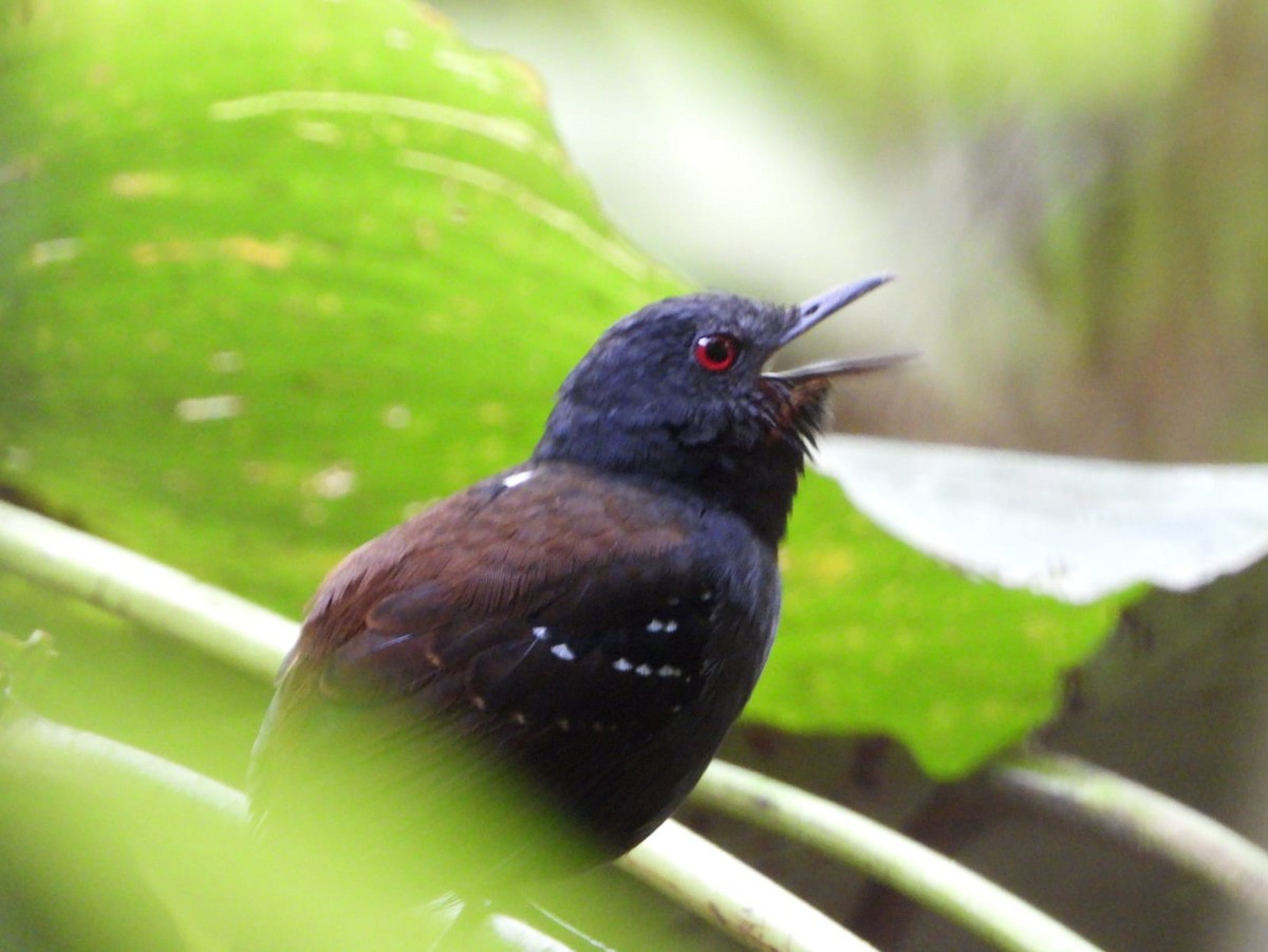 Dull-mantled Antbird - Kimberley Pérez López