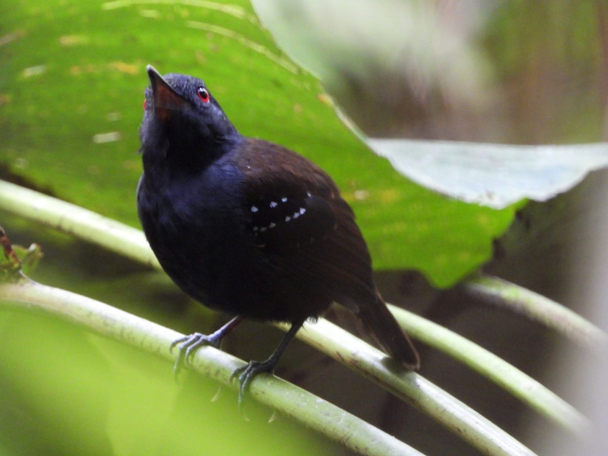 Dull-mantled Antbird - ML613525528