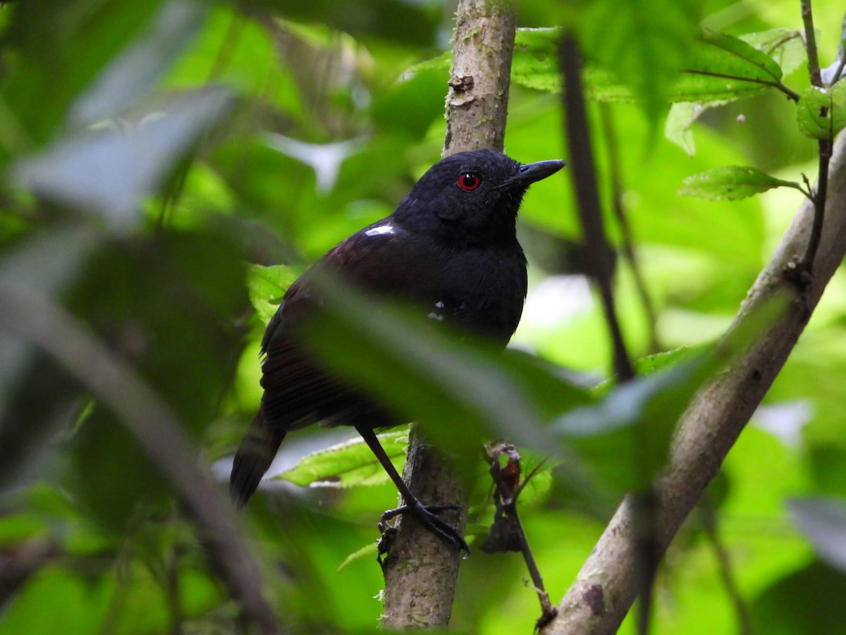 Dull-mantled Antbird - Kimberley Pérez López