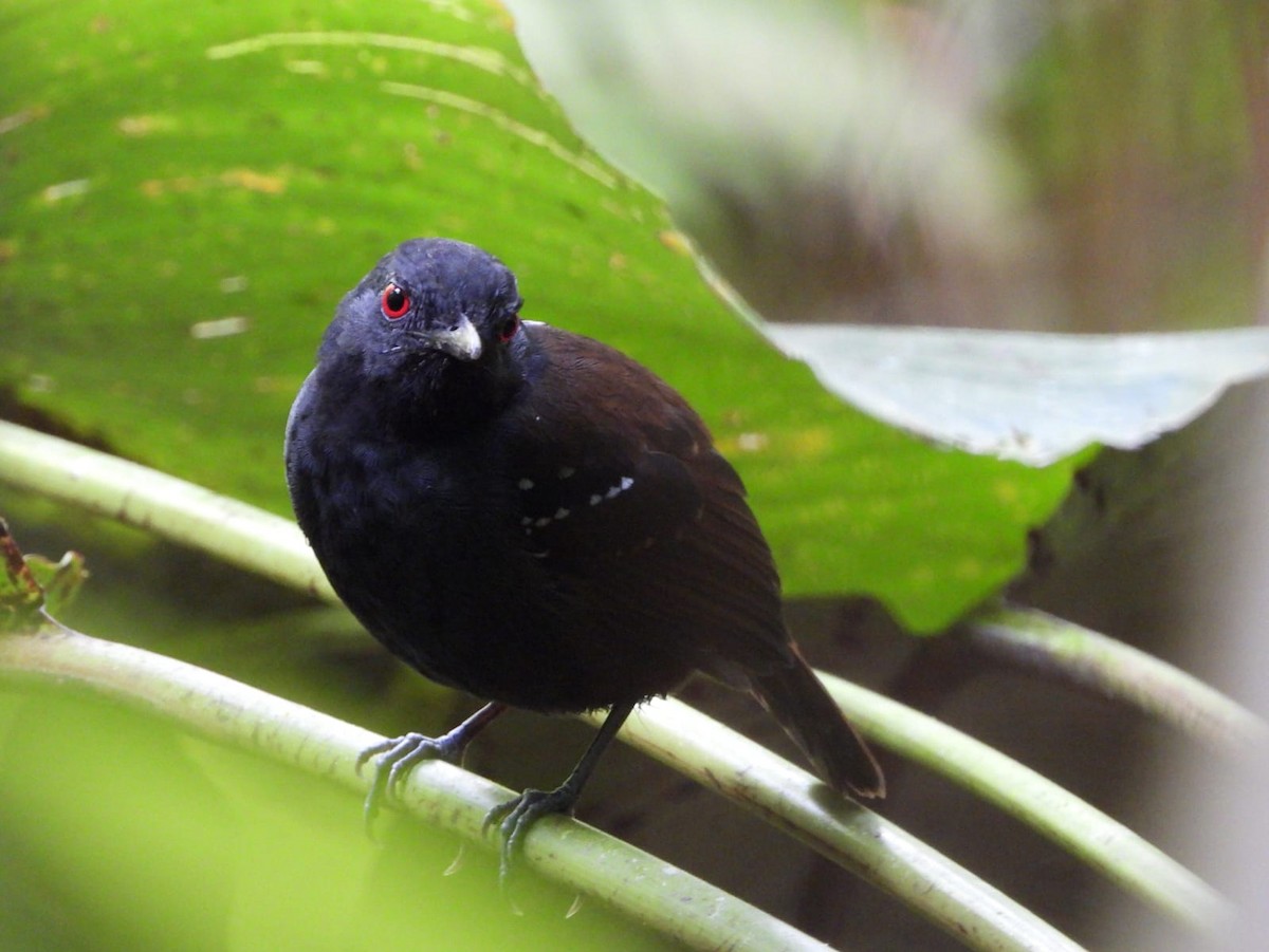 Dull-mantled Antbird - Kimberley Pérez López