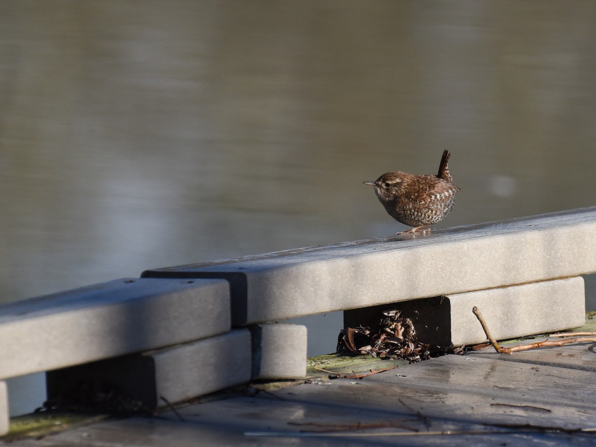 Winter Wren - ML613525664