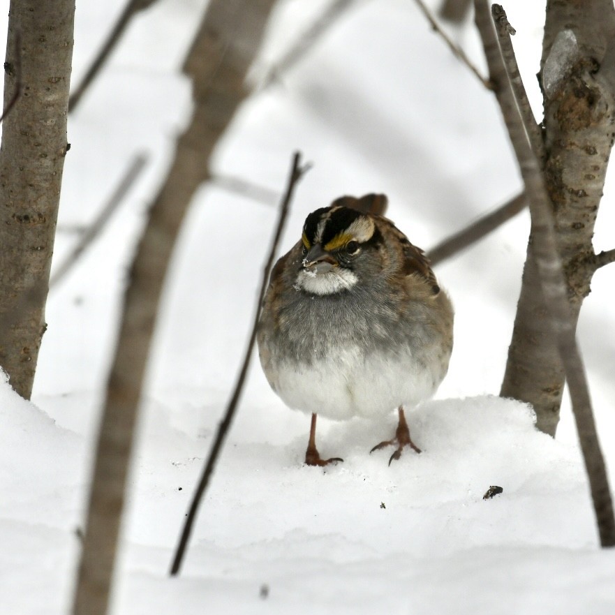 White-throated Sparrow - ML613525681
