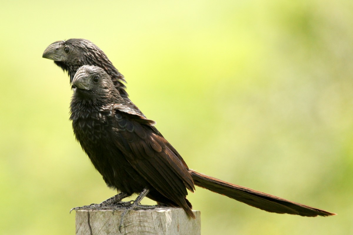 Groove-billed Ani - ML613525694