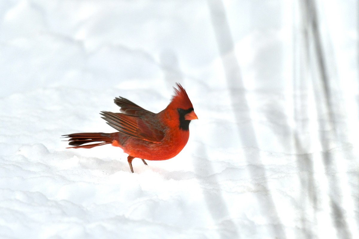 Cardinal rouge - ML613525700
