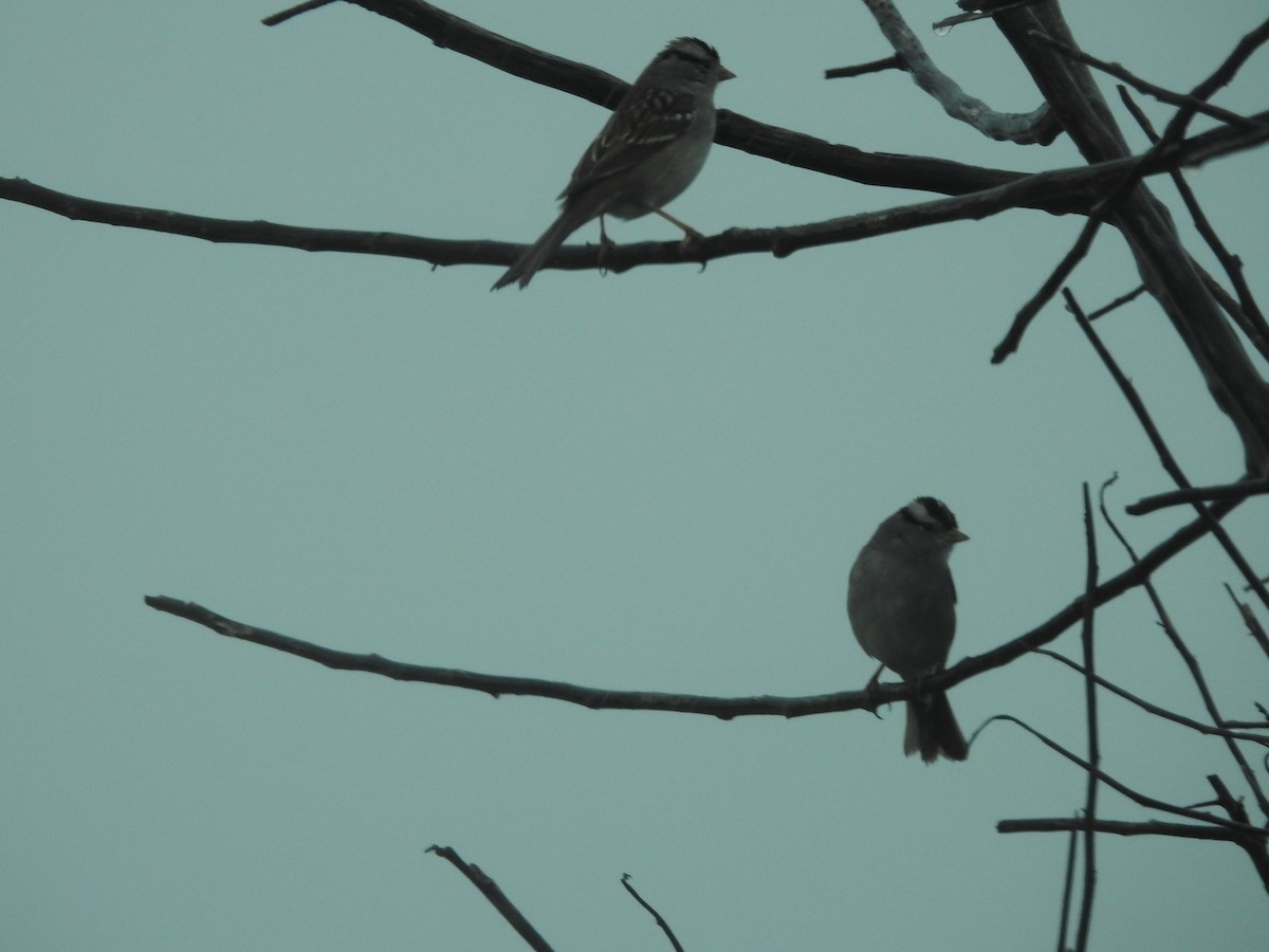 White-crowned Sparrow - ML613525887
