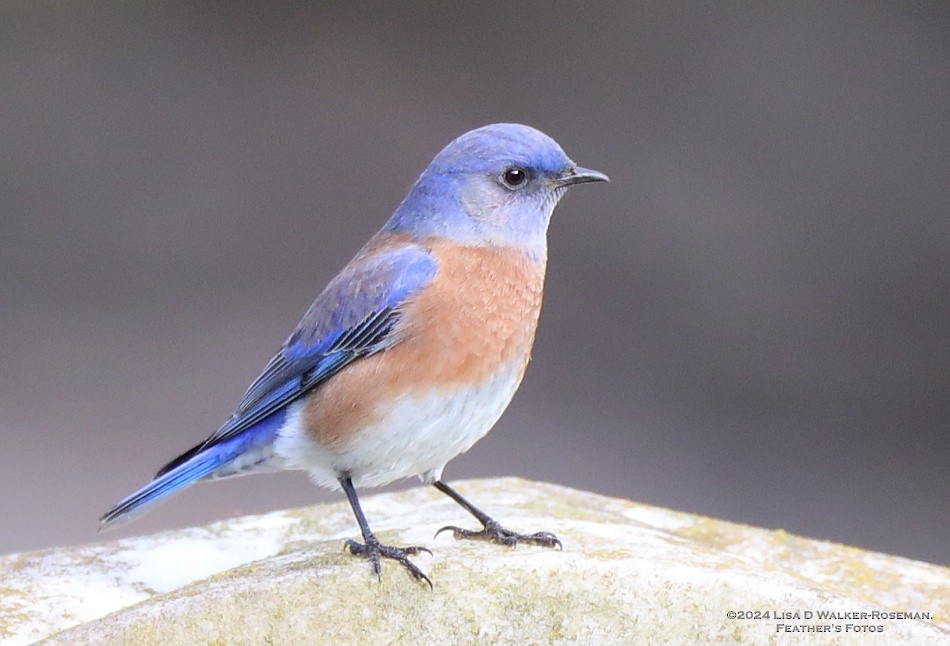 Western Bluebird - ML613525909