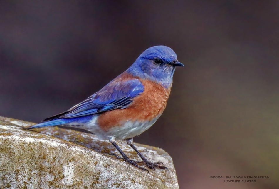 Western Bluebird - ML613525910