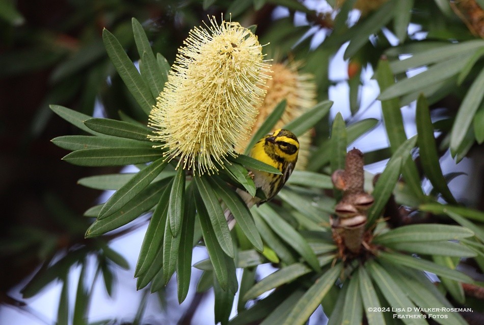 Townsend's Warbler - ML613525959