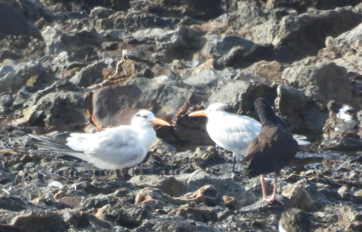 Royal Tern - Paolo Matteucci