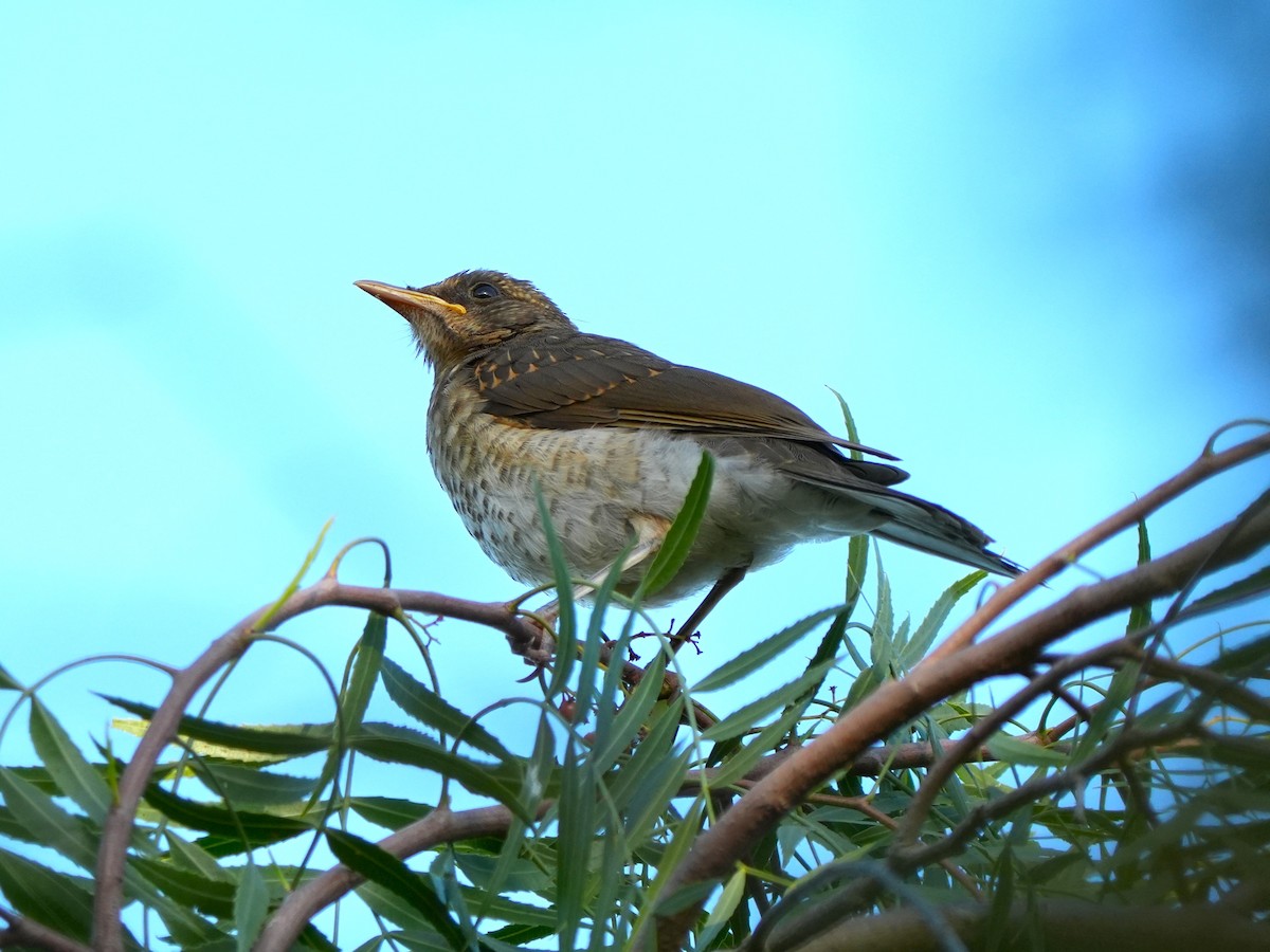 Creamy-bellied Thrush - ML613526090