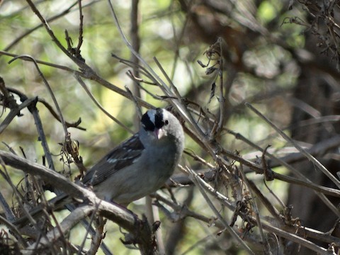 Bruant à couronne blanche (leucophrys/oriantha) - ML613526129