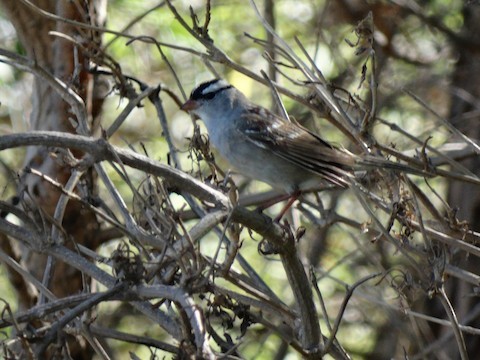 Bruant à couronne blanche (leucophrys/oriantha) - ML613526130