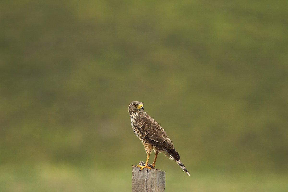 Roadside Hawk - ML613526149