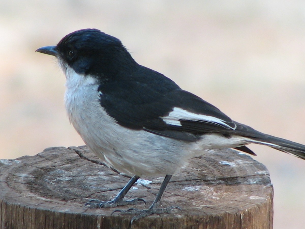 Fiscal Flycatcher - ML613526256