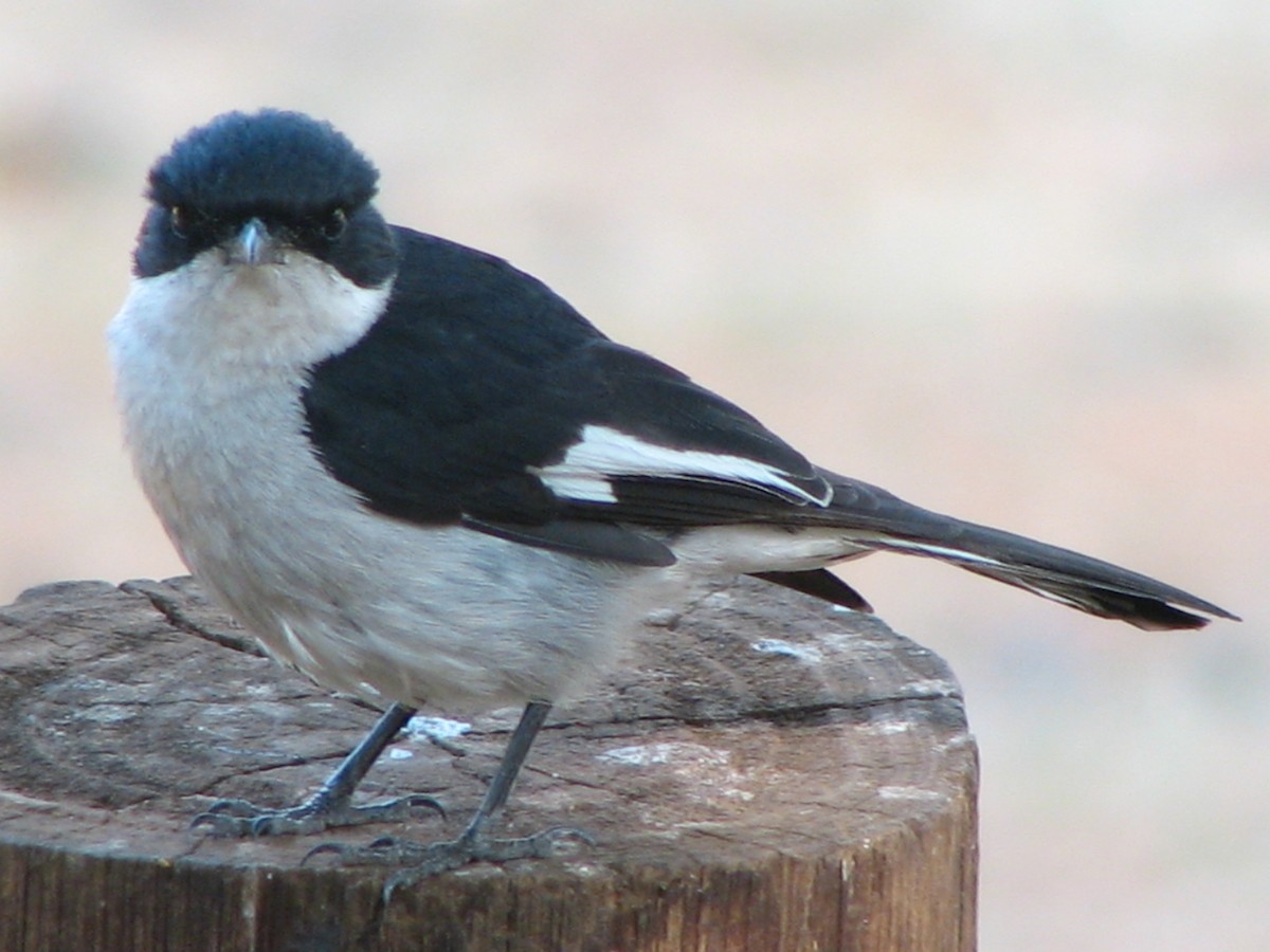 Fiscal Flycatcher - ML613526257