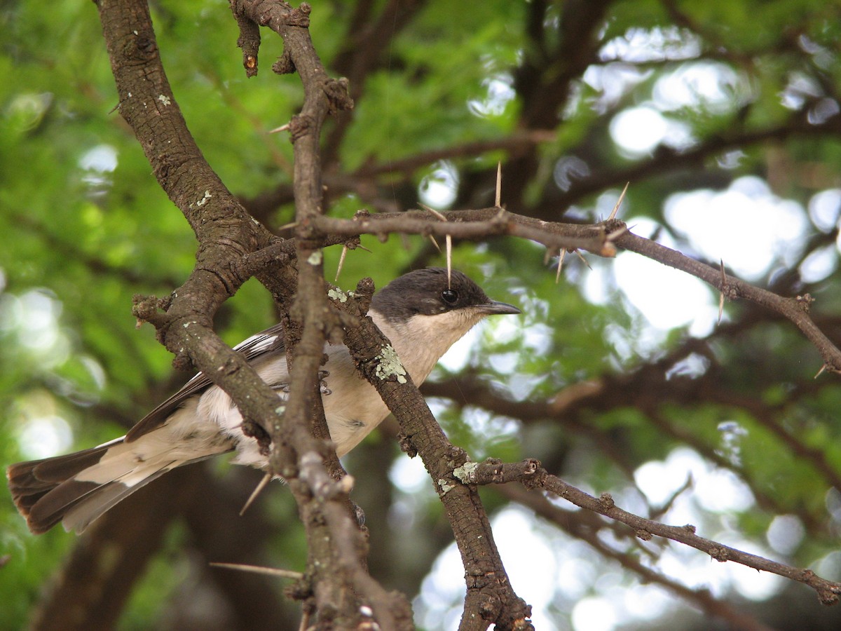 Fiscal Flycatcher - ML613526258