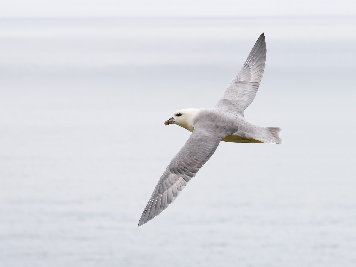 Northern Fulmar - ML613526261