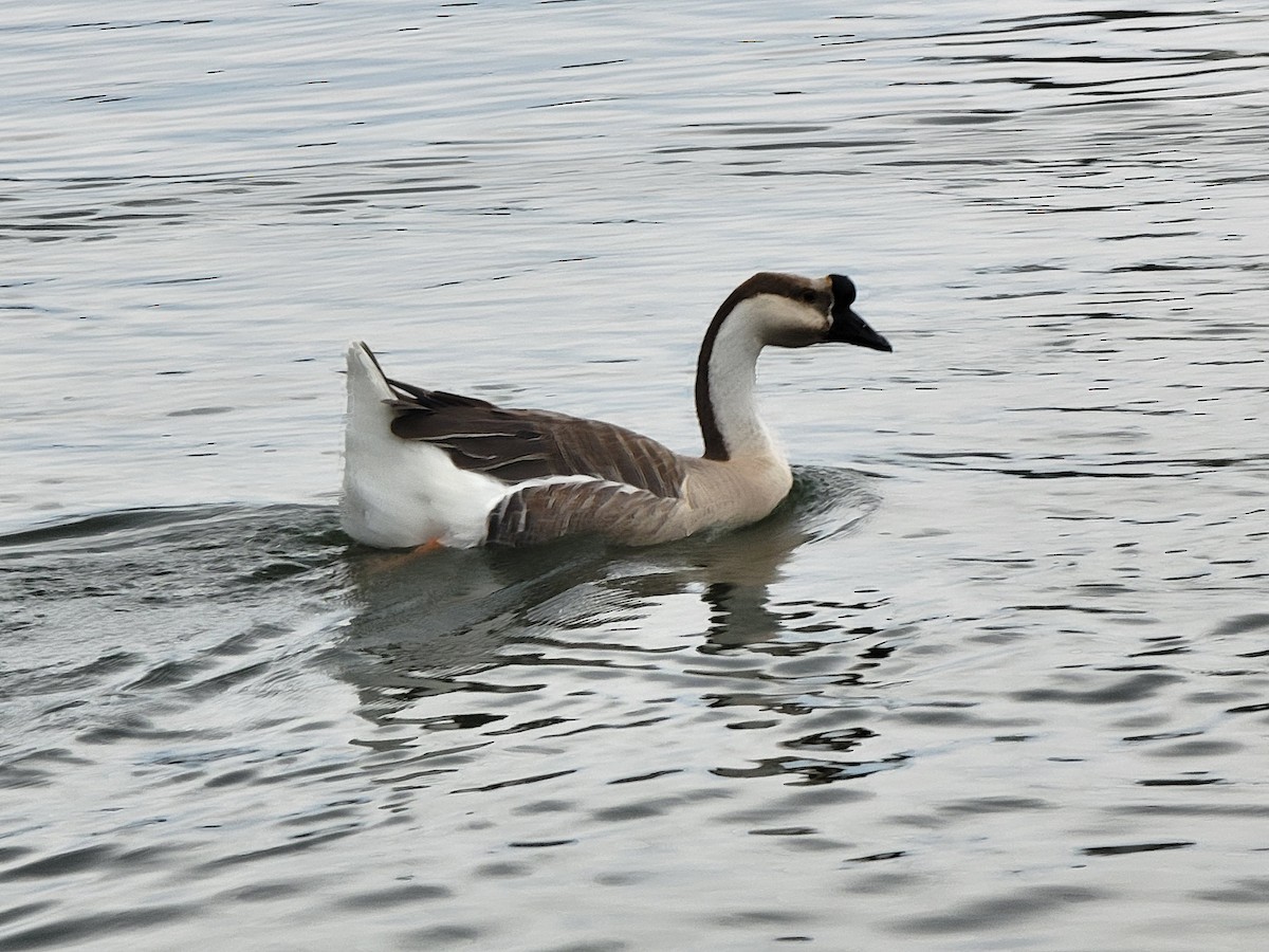 Swan Goose - ML613526311