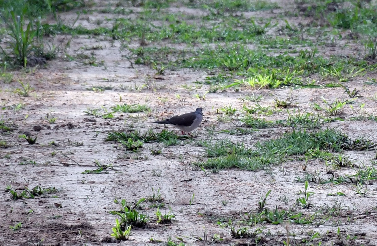 Gray-fronted Dove - Vincent Vos