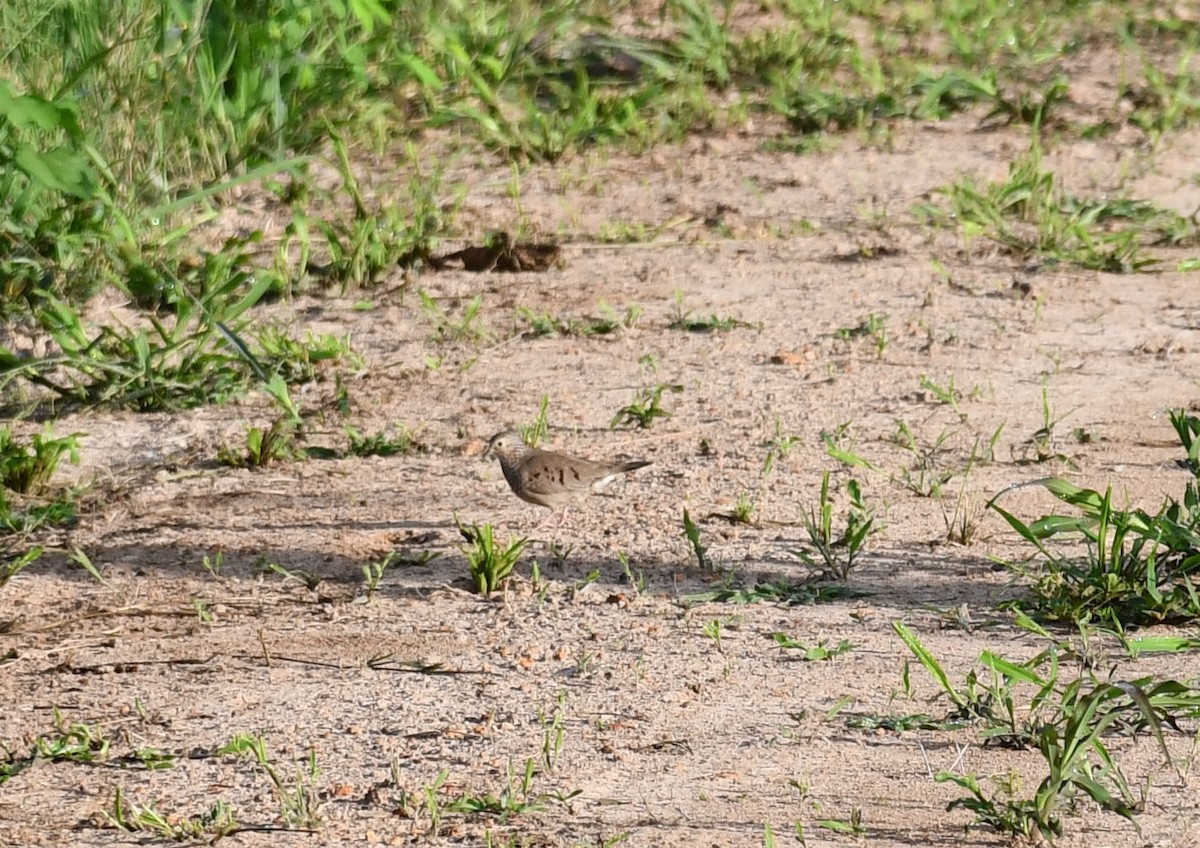 Common Ground Dove - ML613526344