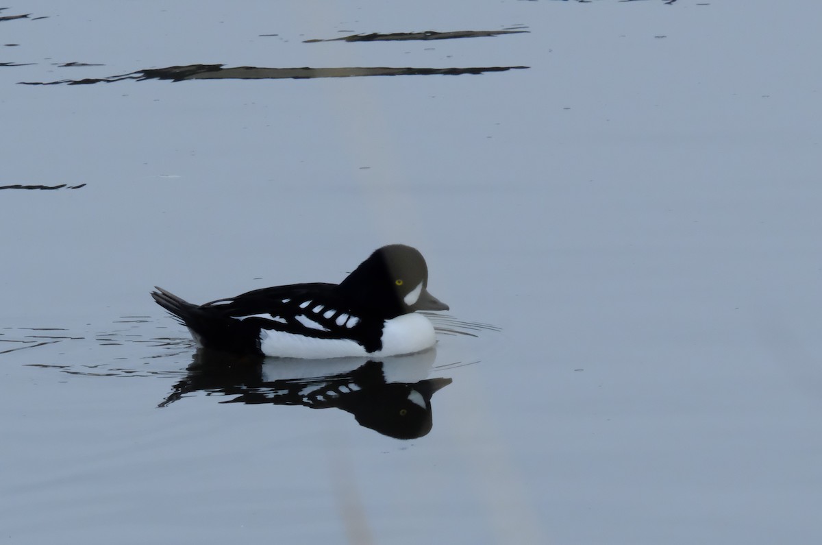 Barrow's Goldeneye - ML613526380