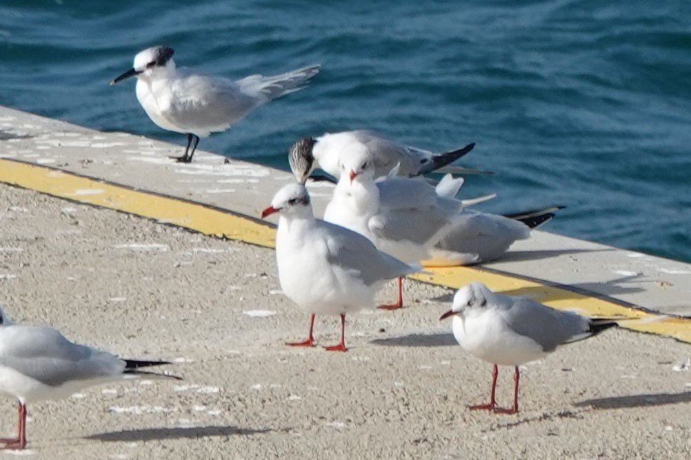 Mediterranean Gull - ML613526404