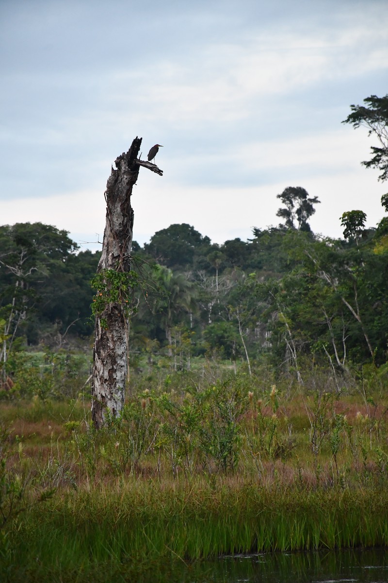 Rufescent Tiger-Heron - ML613526406