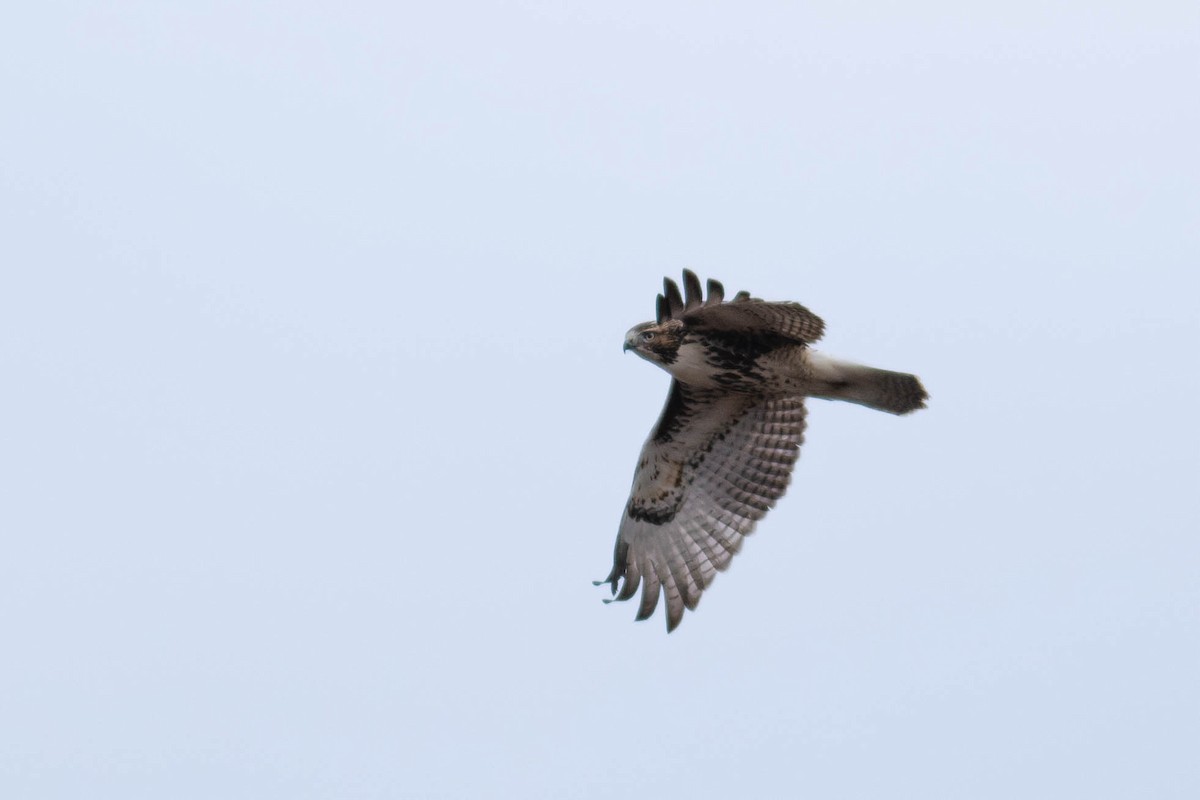 Red-tailed Hawk - Peter Mundale