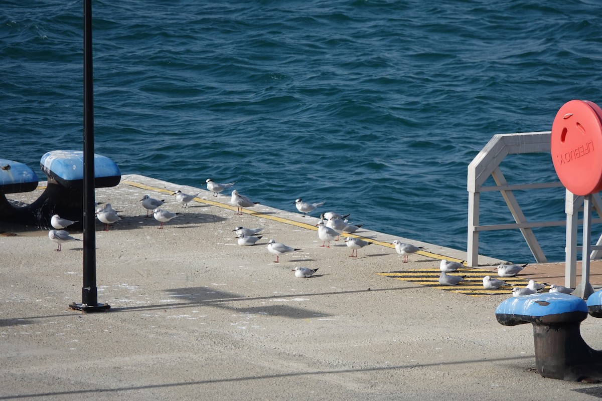 Black-headed Gull - ML613526428