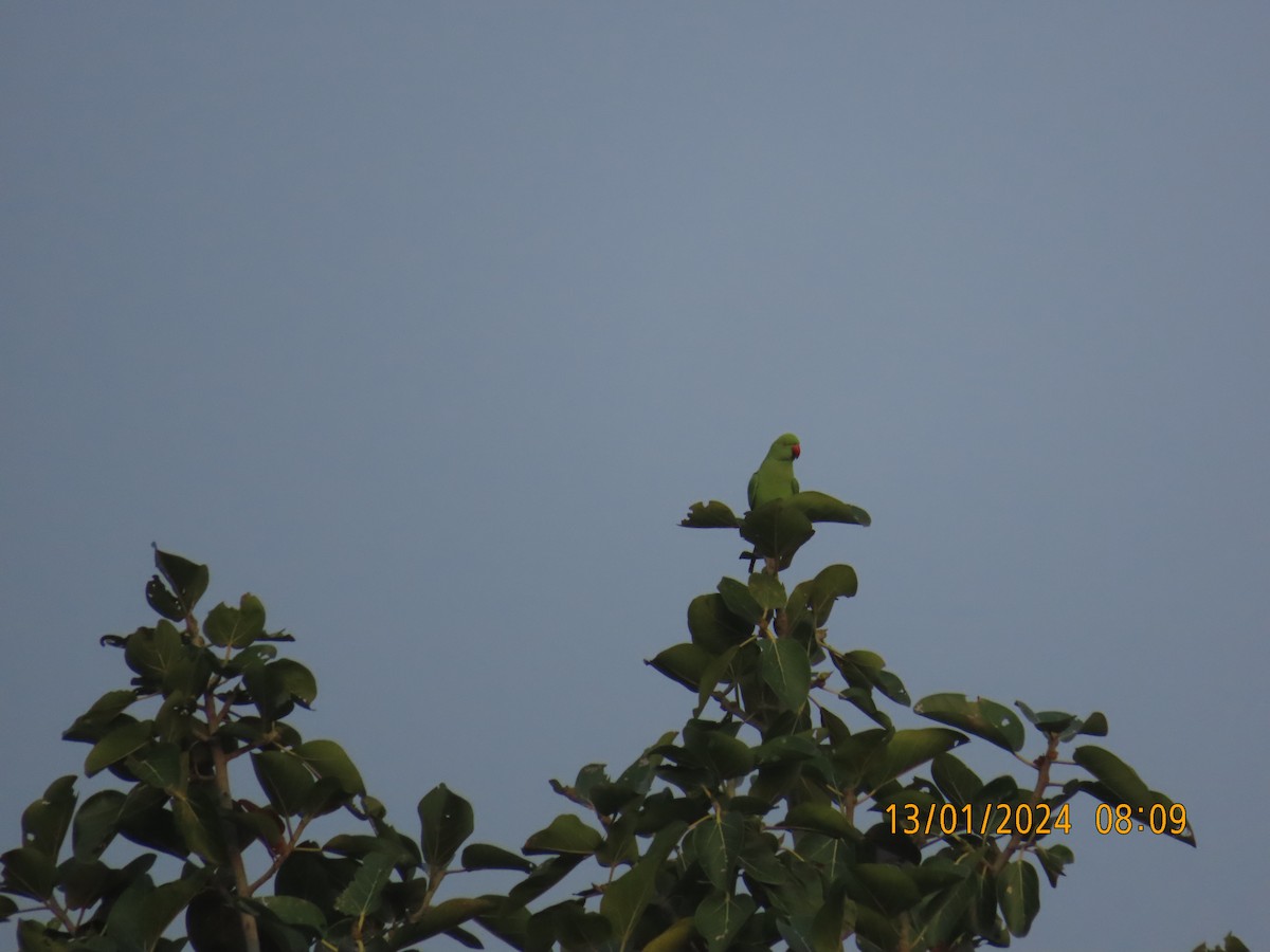 Yeşil Papağan - ML613526438
