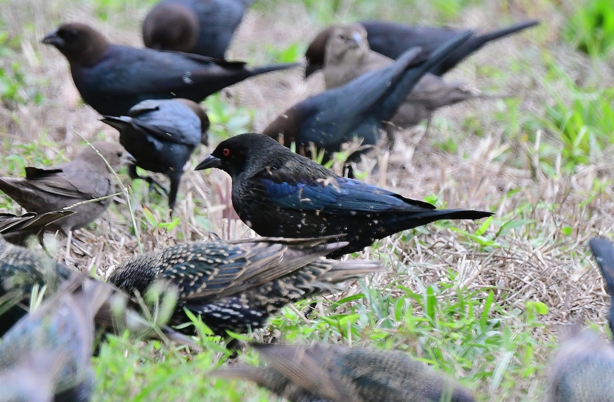 Bronzed Cowbird - ML613526473