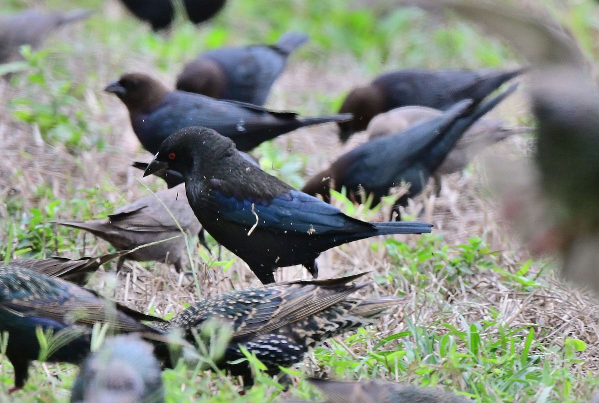 Bronzed Cowbird - ML613526474