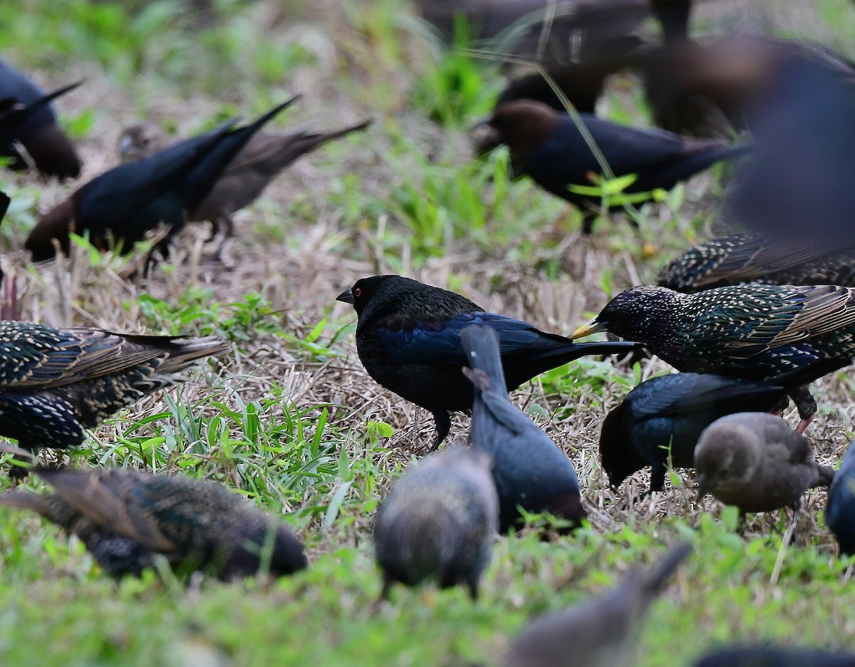 Bronzed Cowbird - ML613526475