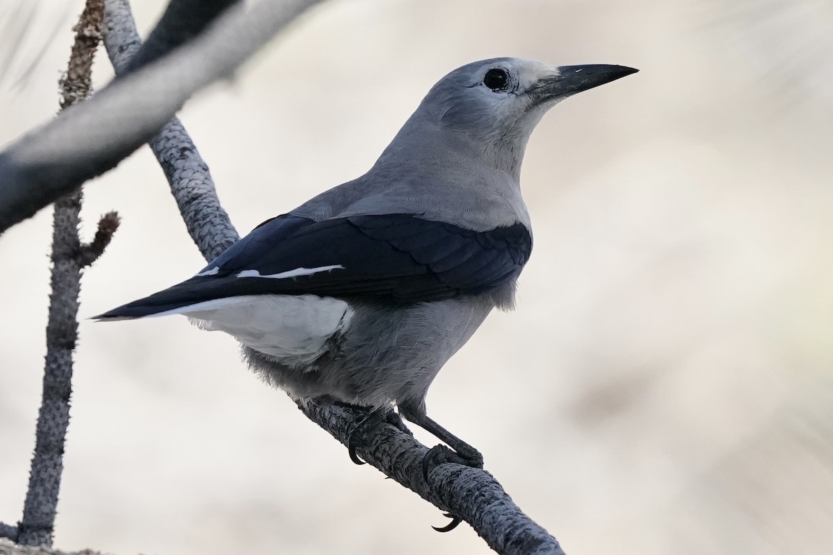 Clark's Nutcracker - ML613526485